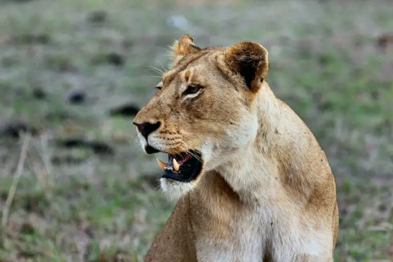 Spiritual Meaning of Dreaming of a Lioness: Understanding the Symbolism Behind This Powerful Dream Image