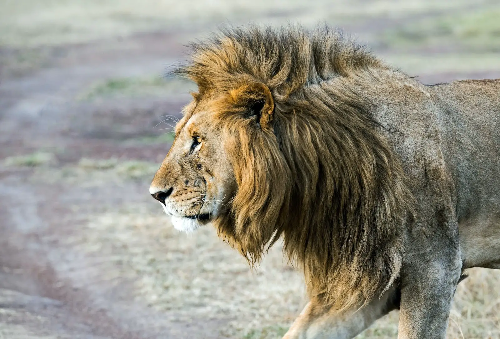 lion stand on soil