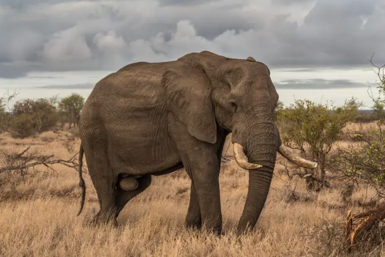 Biblical Interpretation of Elephant in Dreams: Understanding Its Symbolism