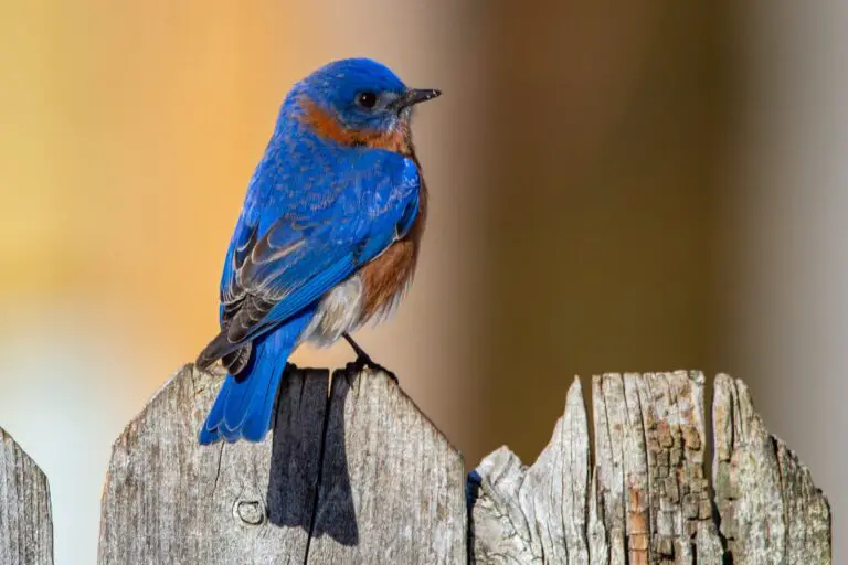 Spiritual Meaning of Dreaming About a Bluebird: Interpretation and Symbolism