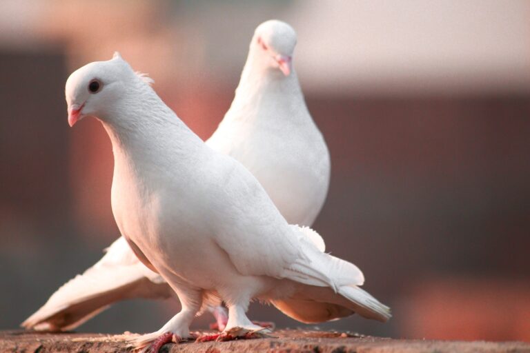 Unlocking the Spiritual Meaning of Dreaming About a White Bird