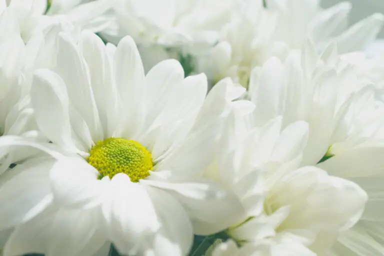 Unlocking the Spiritual Meaning of Dreaming About White Flowers