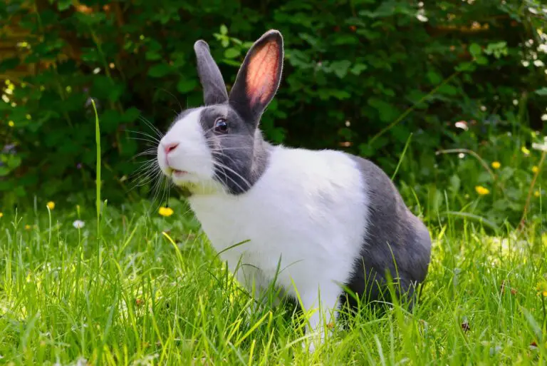 Spiritual Meaning of Dreaming of Rabbits: Interpretation and Symbolism