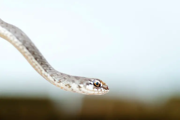 Spiritual Meaning of Dreaming of a Snake Chasing You: Interpretation and Symbolism