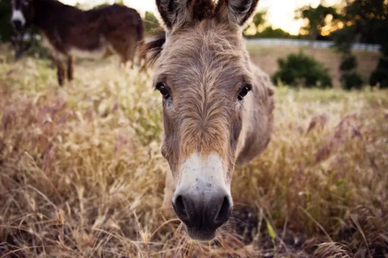 Unlocking the Spiritual Meaning of Donkeys in Dreams