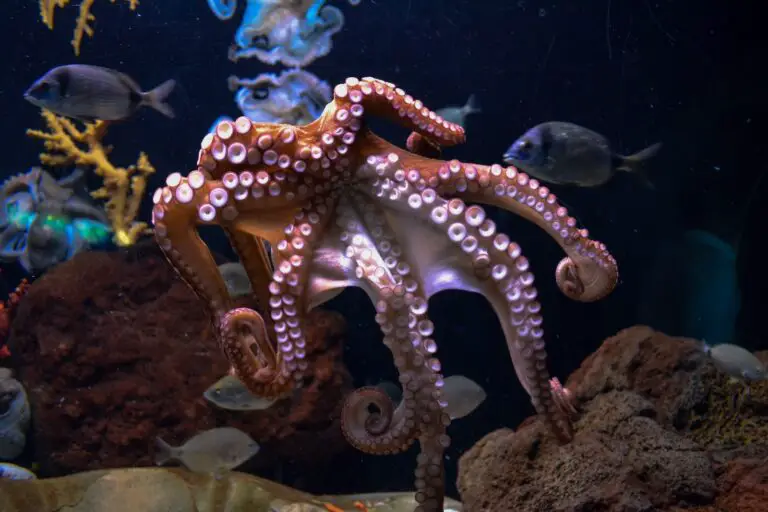 Spiritual Meaning of Dreaming About an Octopus: Understanding the Symbolism and Interpretation