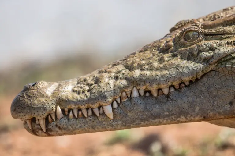 Symbolic Meaning of Crocodiles in Dreams: Exploring Their Significance