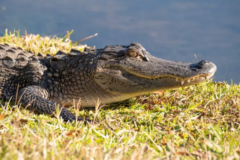 Spiritual Meaning of Dreaming About Alligators: Exploring the Symbolism and Interpretation