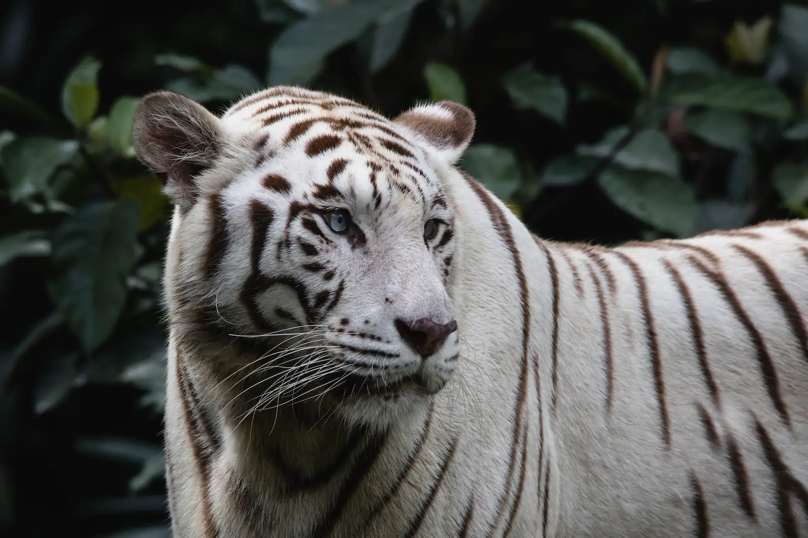 white and black tiger in close up photography