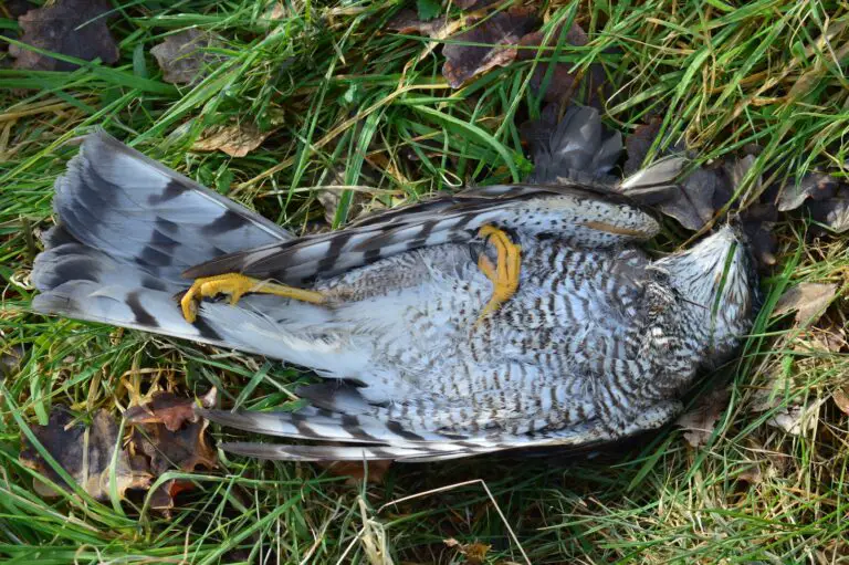 Symbolism of Dead Birds in Dreams: A Comprehensive Exploration
