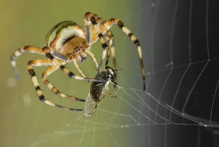 Spiritual Meaning of Killing Spiders in Dreams: Interpretation and Symbolism