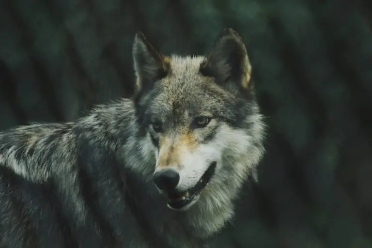 Exploring the Spiritual Meaning of Wolves in Dreams