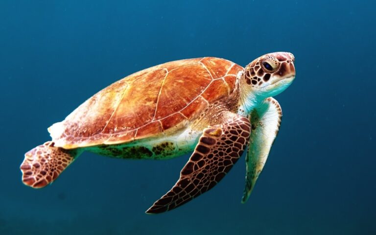 Spiritual Meaning of Dreaming of Turtles: What Does It Signify?