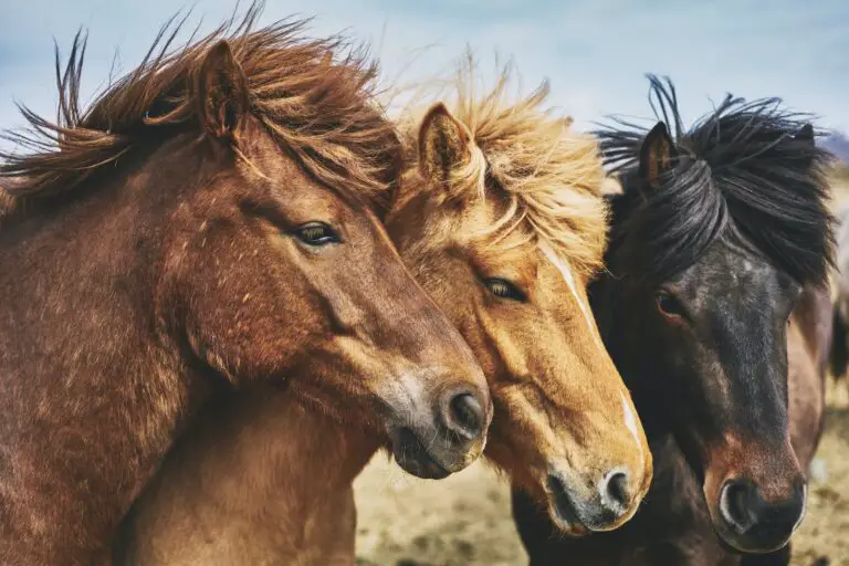selective focus photography of horses