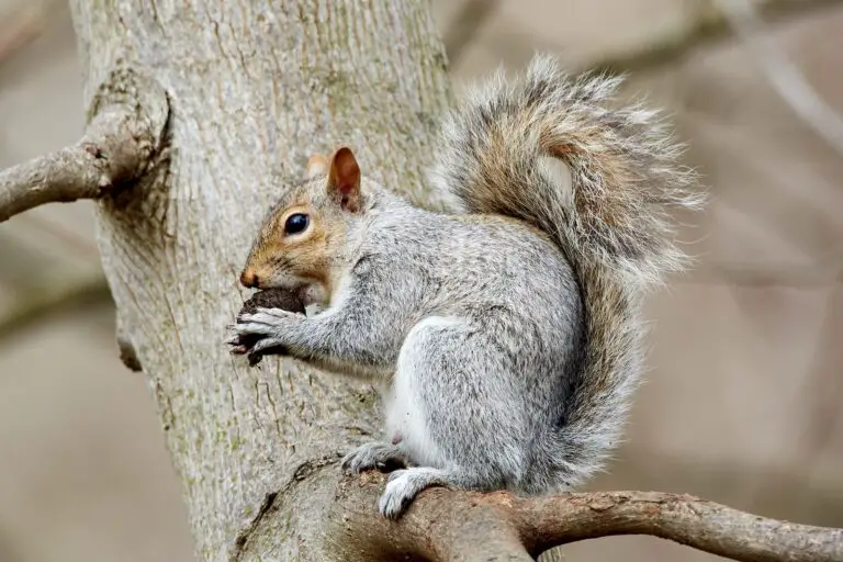 Spiritual Meaning of Dreaming About Squirrels: Interpretation and Symbolism