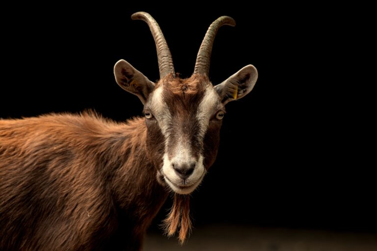 Spiritual Meaning of Dreaming of a Goat: Insights and Interpretations