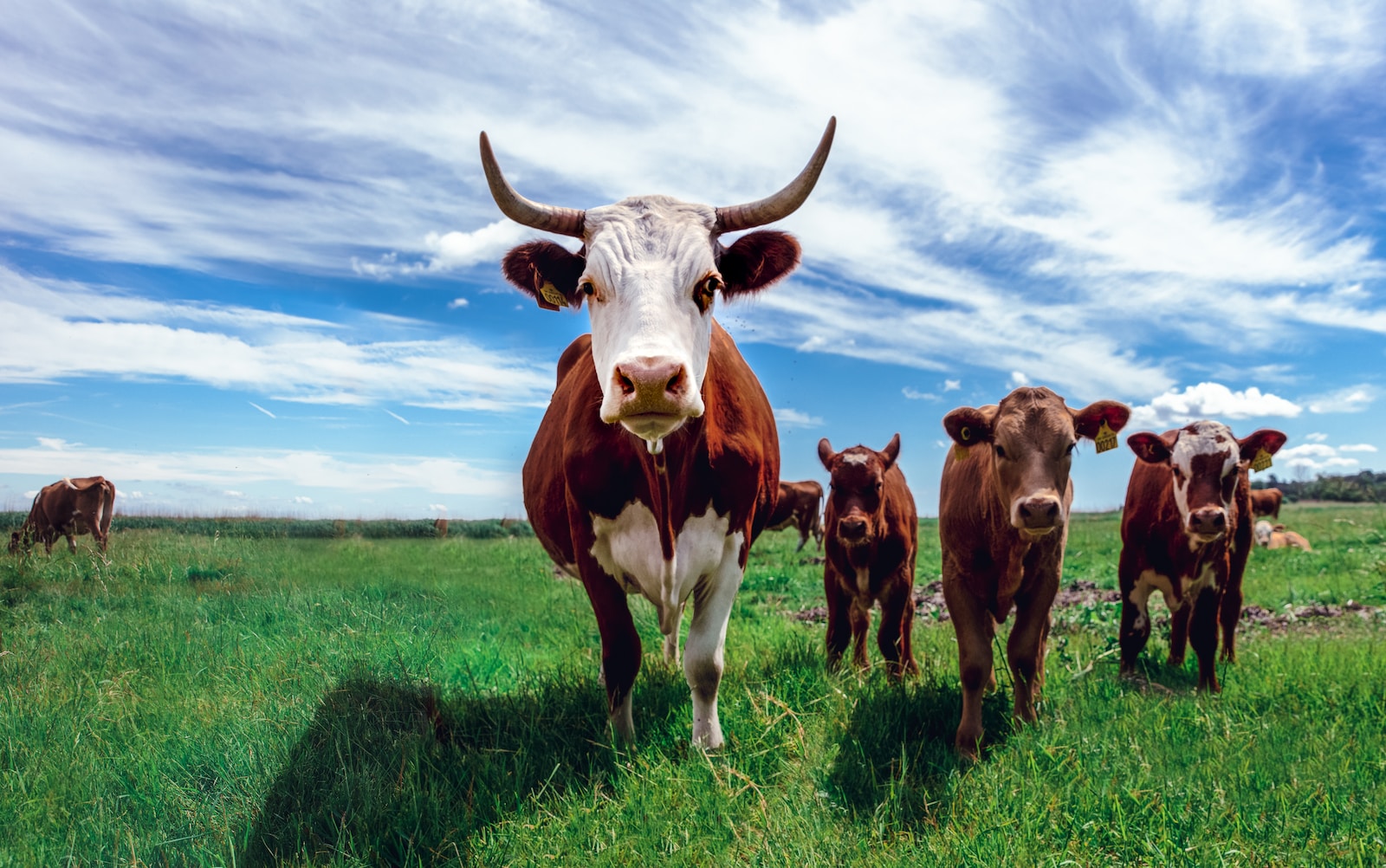 herd of cows on grassland during daytime