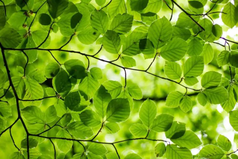 Biblical Meaning of Green: Symbolism and Significance in Scripture