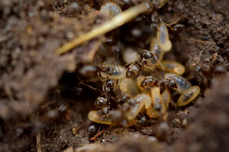 Decoding the Spiritual Meaning of Dreaming of Termites