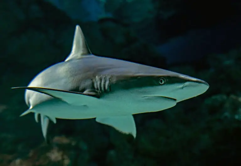 Spiritual Meaning of Dreaming About Sharks: Interpretations and Symbolism