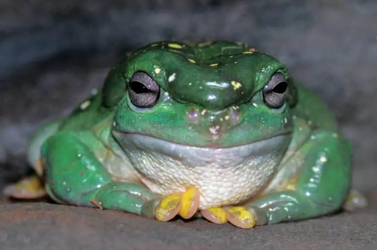 Discovering the Meaning of Frogs in Your House