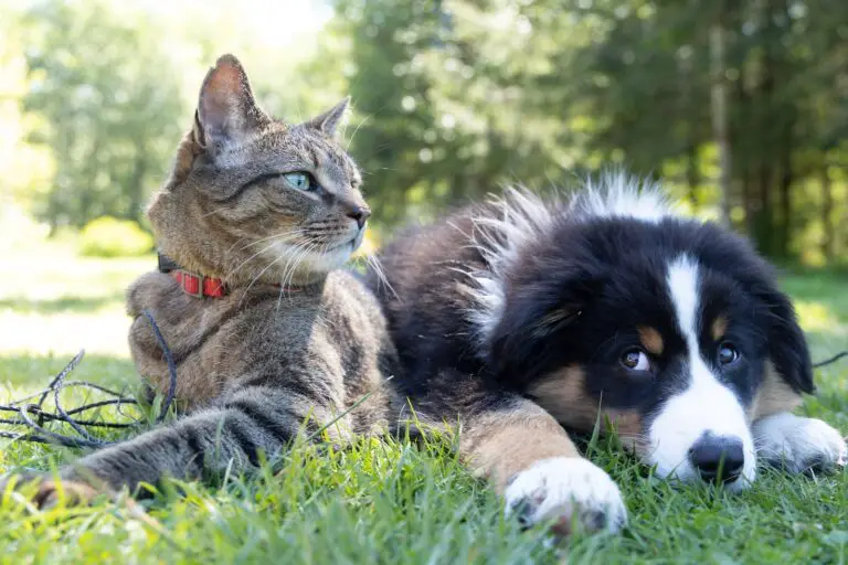 Spiritual Meaning of Dreaming of Cats and Dogs: Understanding the Symbolism Behind Your Dreams