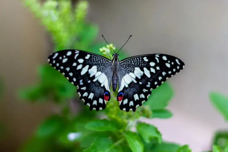 Spiritual Meaning of Dreaming About a Butterfly: Insights and Interpretations