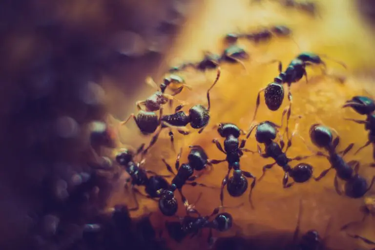 Spiritual Meaning of Dreaming of Ants: Interpretation and Symbolism