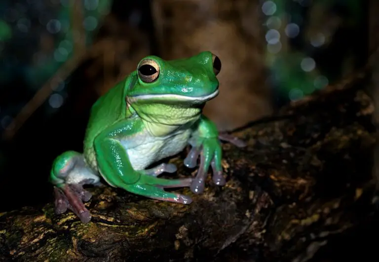 Spiritual Meaning of Dreaming of a Frog: Understanding the Symbolism and Interpretation