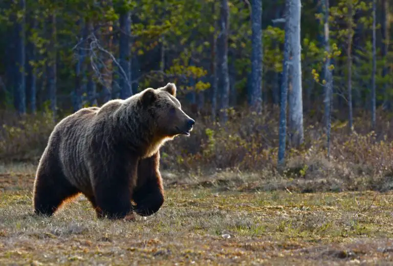 Spiritual Meaning of Dreaming About Bears: Understanding the Symbolism and Interpretation