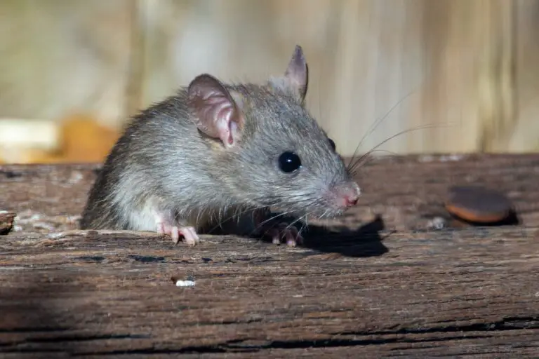 Biblical Interpretation: Understanding the Meaning of Mice in Dreams