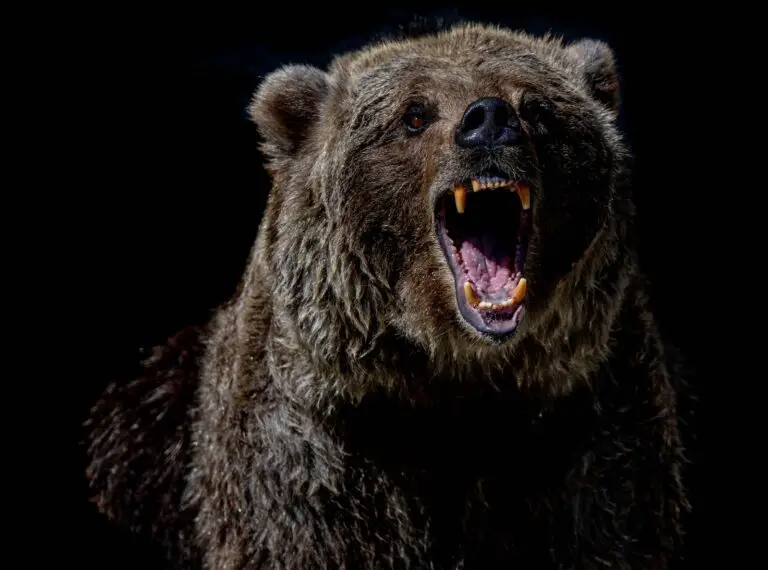 Spiritual Meaning of Bear Attacks in Dreams: Understanding the Symbolism