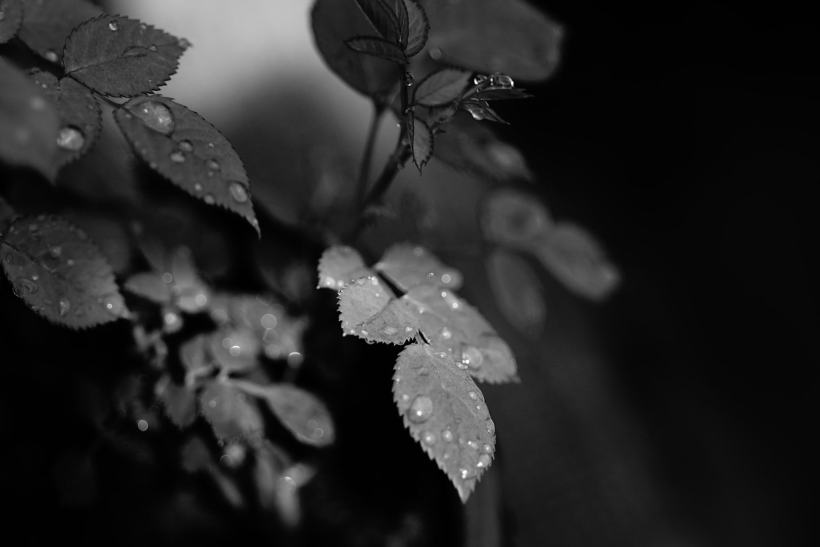 grayscale photography of rose leaves