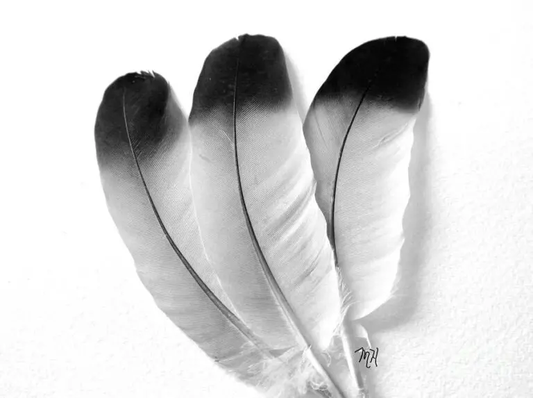 Discovering the Meaning Behind Finding 3 Feathers