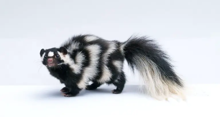 Spiritual Meaning of Dreaming of a Skunk: Interpretation and Symbolism
