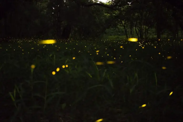 Discovering the Meaning of a Firefly: A Guide to Understanding this Enchanting Insect