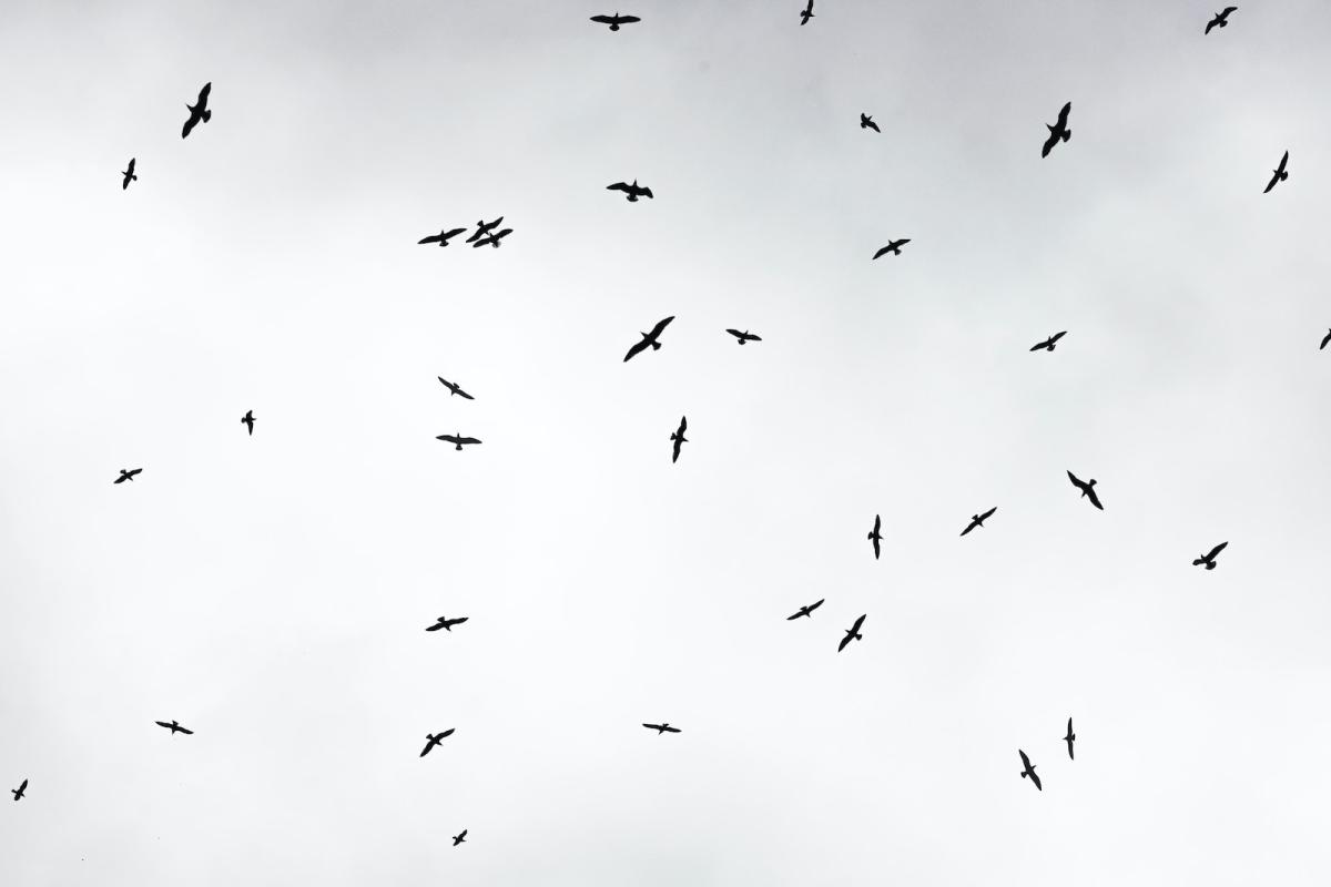 a flock of birds flying through a cloudy sky