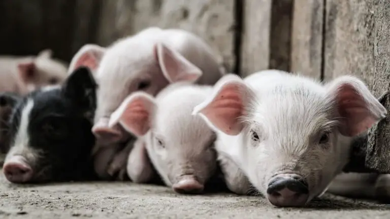 Spiritual Meaning of Dreaming About Pigs: Interpretation and Symbolism