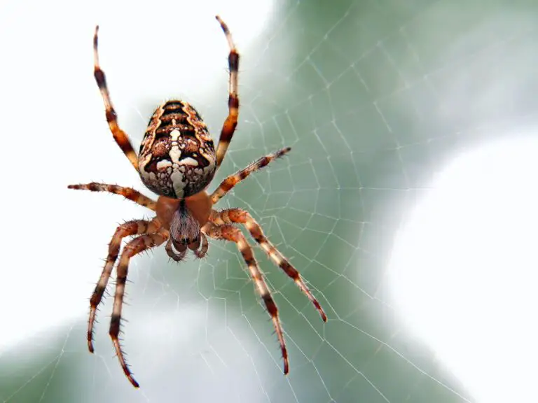 Spiritual Meaning of Dreaming of a Spider: Understanding the Symbolism and Interpretation