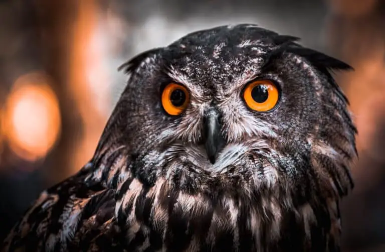 black and white owl in close up photography