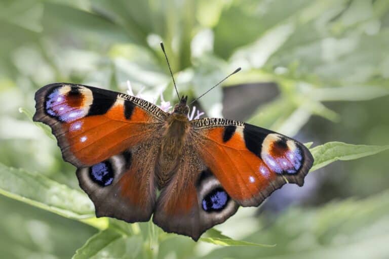 Unlocking the Spiritual Meaning of Dreaming About a Moth