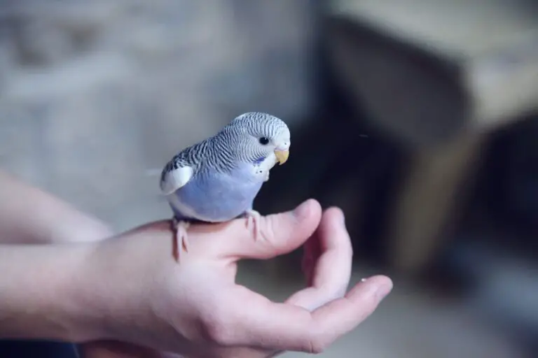 Spiritual Meaning of Holding a Bird in Your Hand: Interpretations and Symbolism