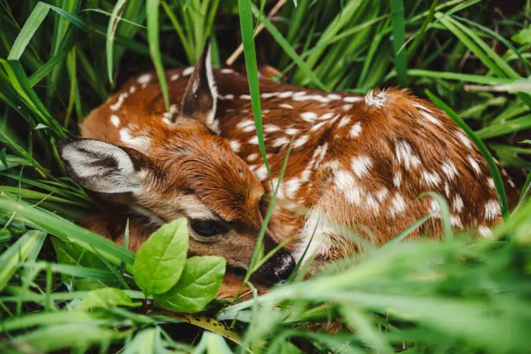 Interpreting Deer in Dreams from a Spiritual Perspective: Insights and Meaning