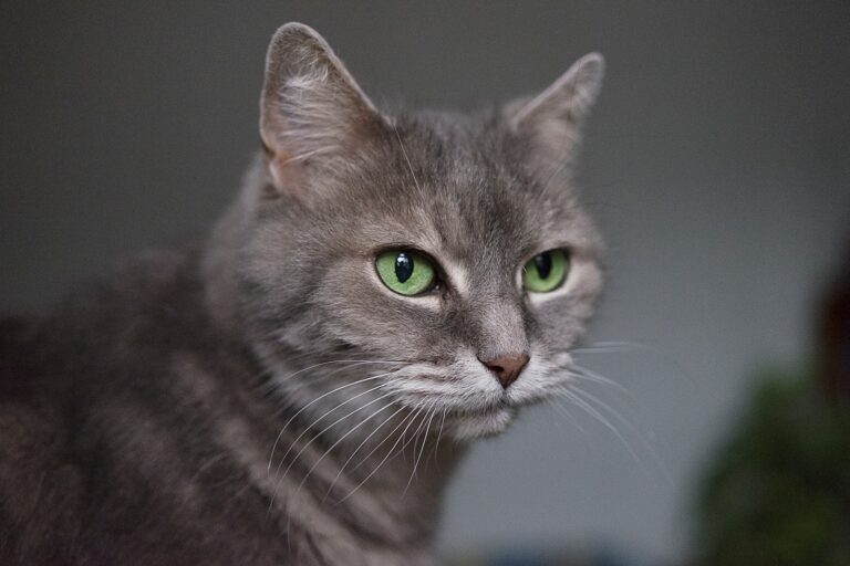gray Siamese cat