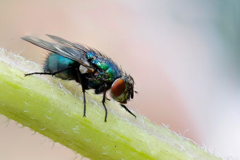 Spiritual Meaning of Dreaming About Flies: Interpretation and Symbolism