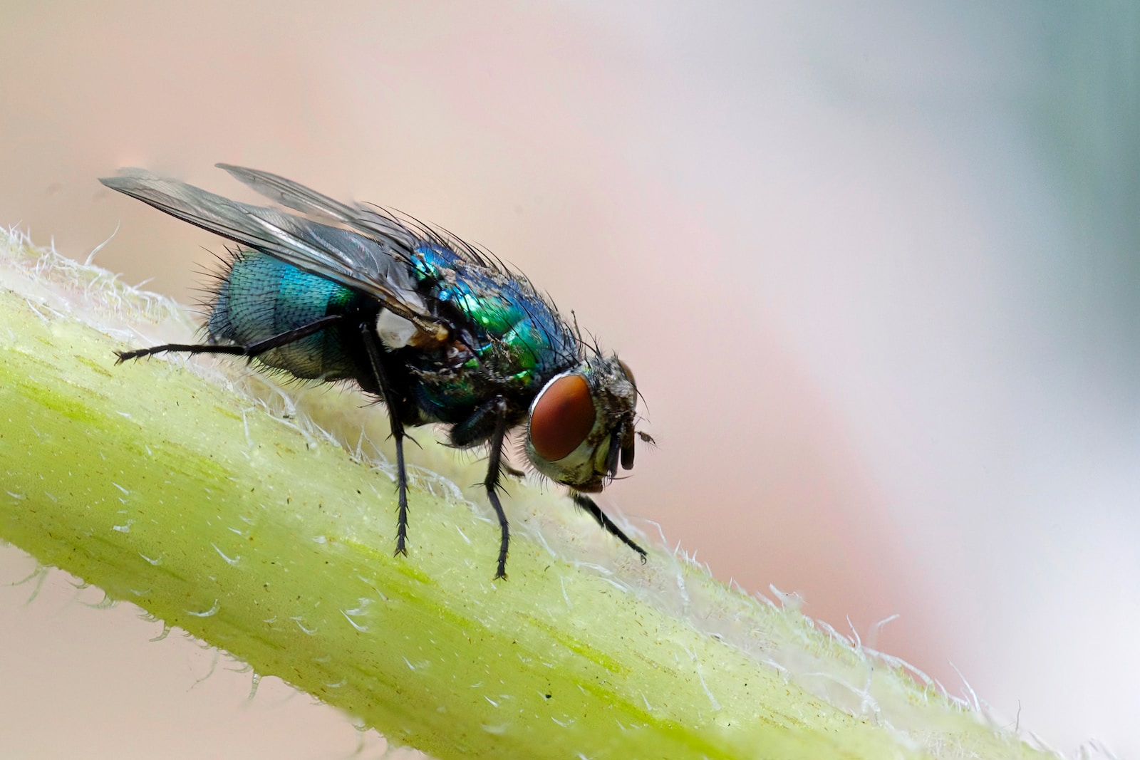 macro photograph of blue fly on plant's stem