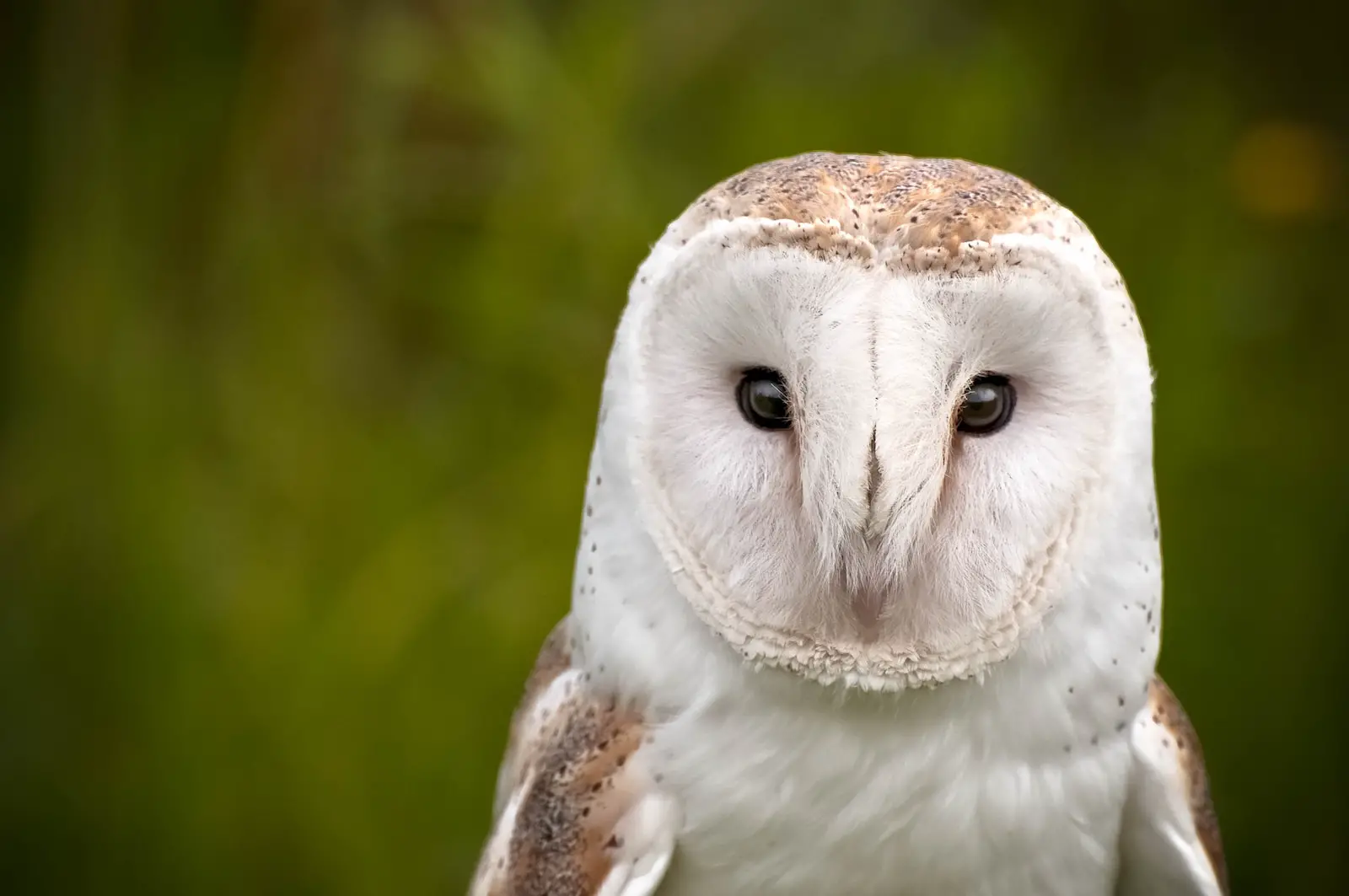 Spiritual Meaning of Dreaming of a White Owl: Insights and Interpretations