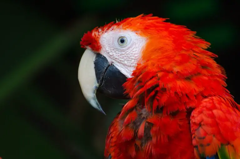 Unlocking the Spiritual Meaning of Dreaming of a Red Bird