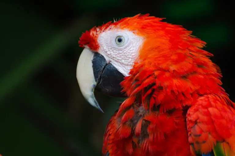 scarlet macaw parrot