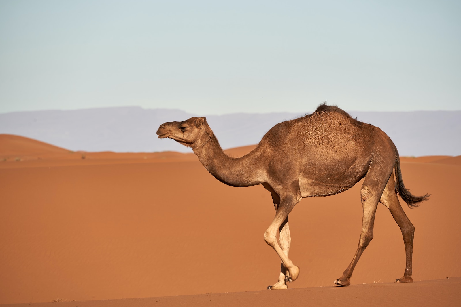 brown camel on desert during daytime